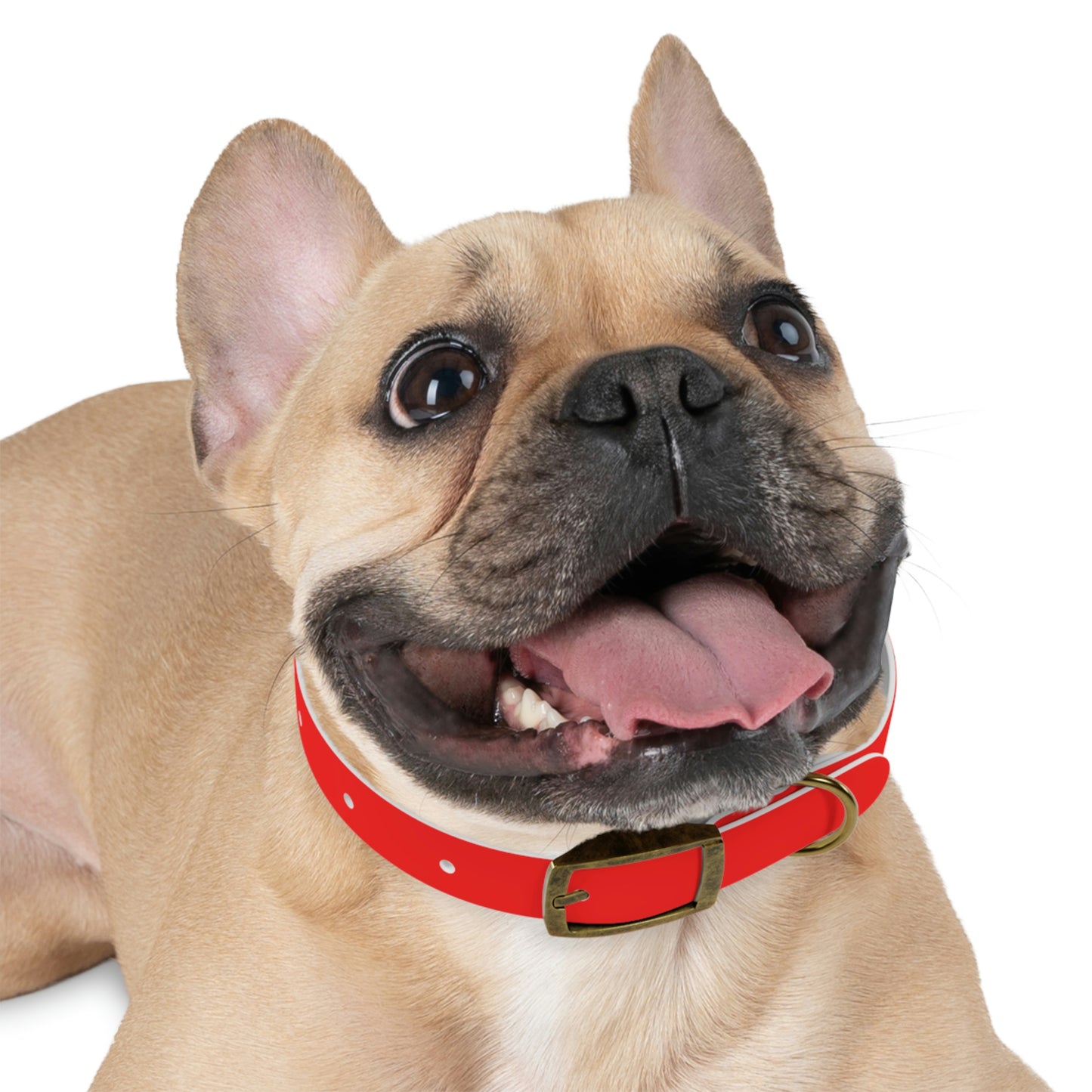 AWI Dog Collar