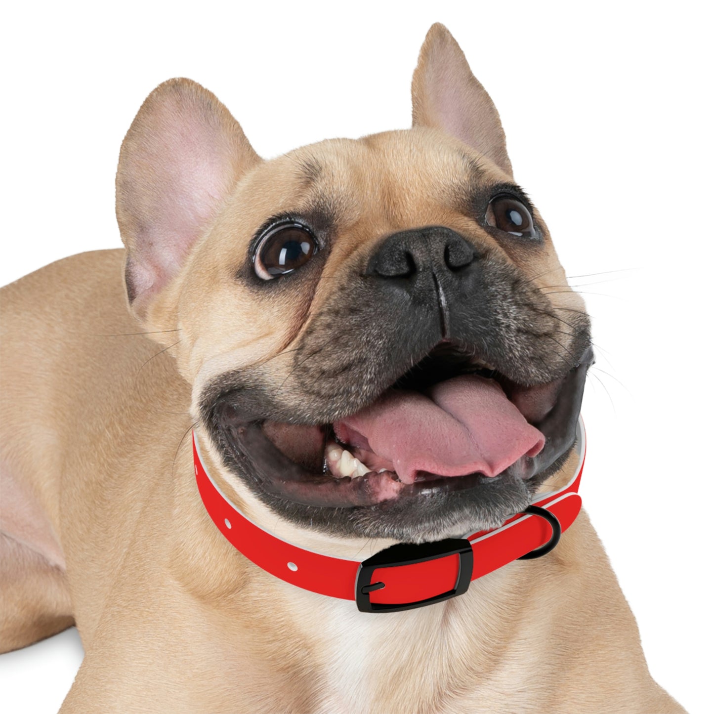 AWI Dog Collar