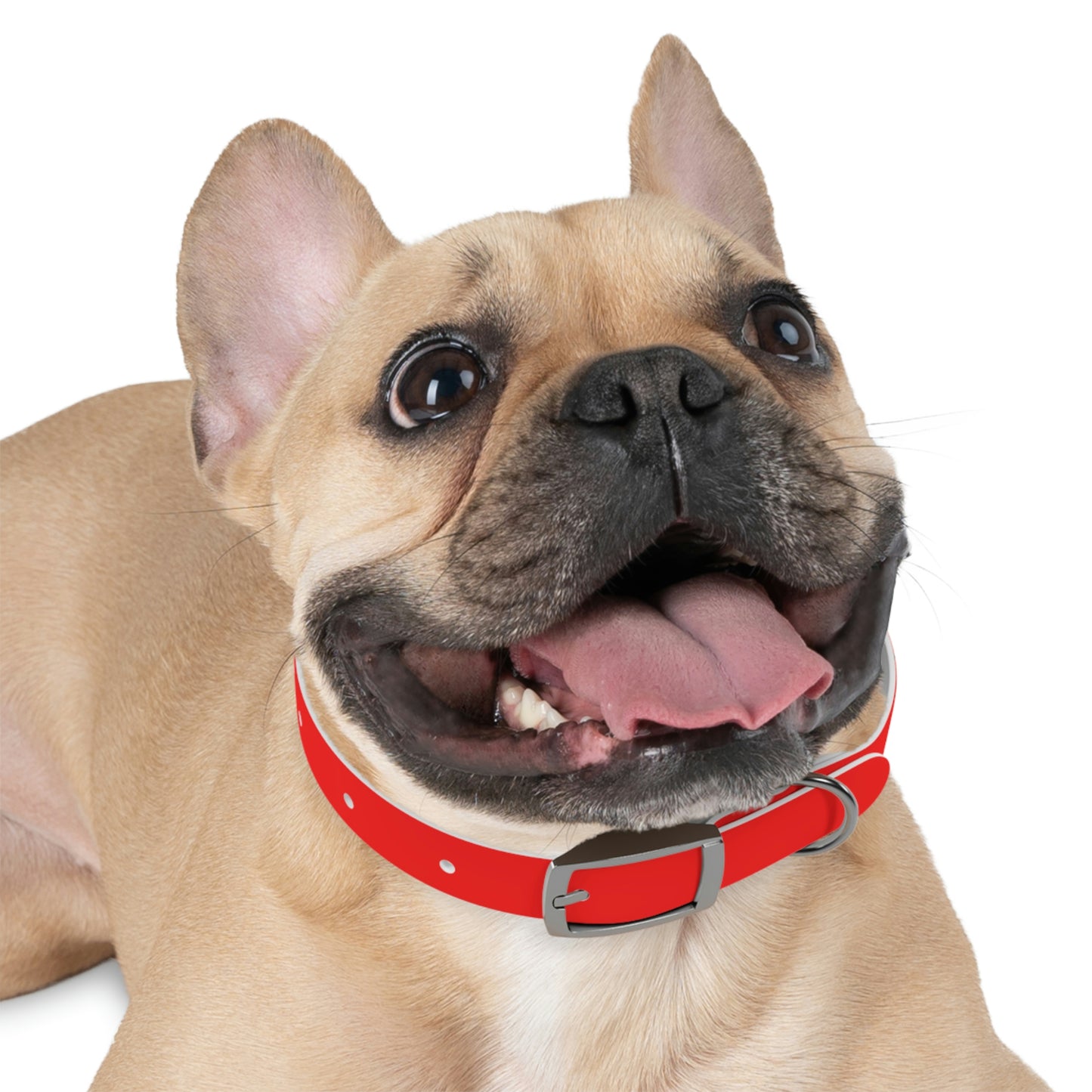 AWI Dog Collar