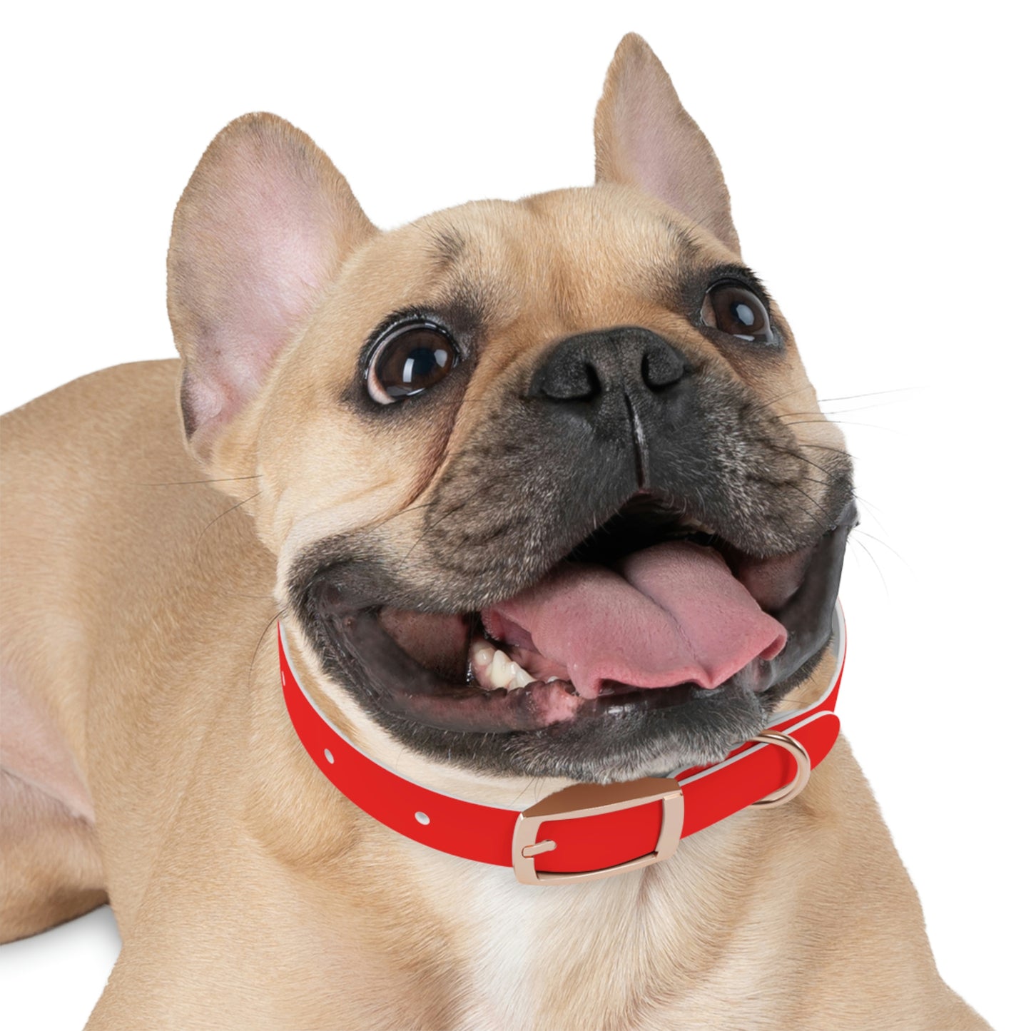 AWI Dog Collar